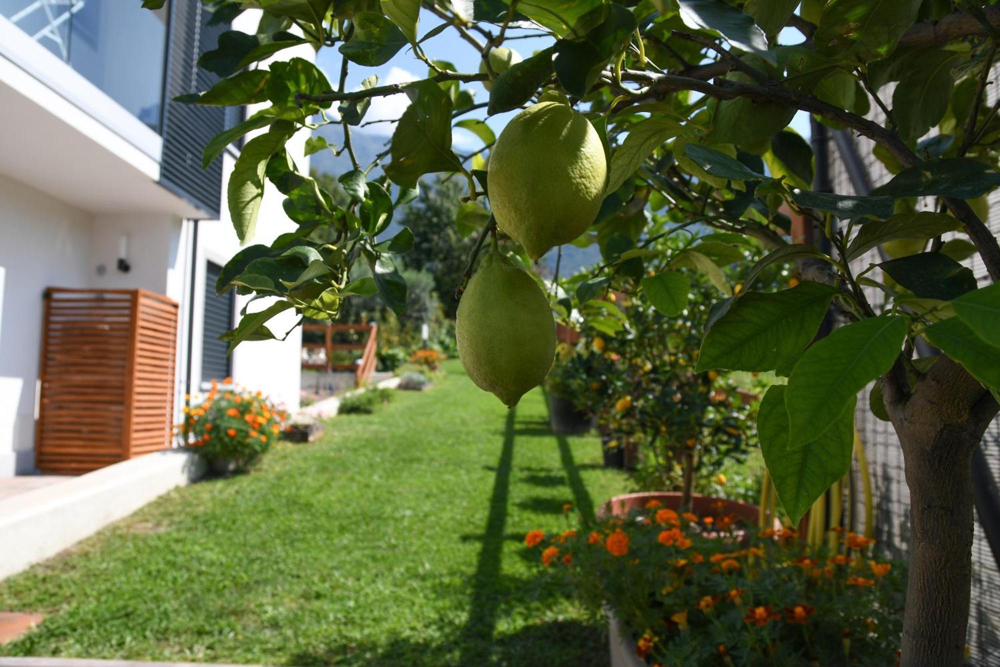 Appartement Il Giardino Dei Ciliegi à Colico Extérieur photo