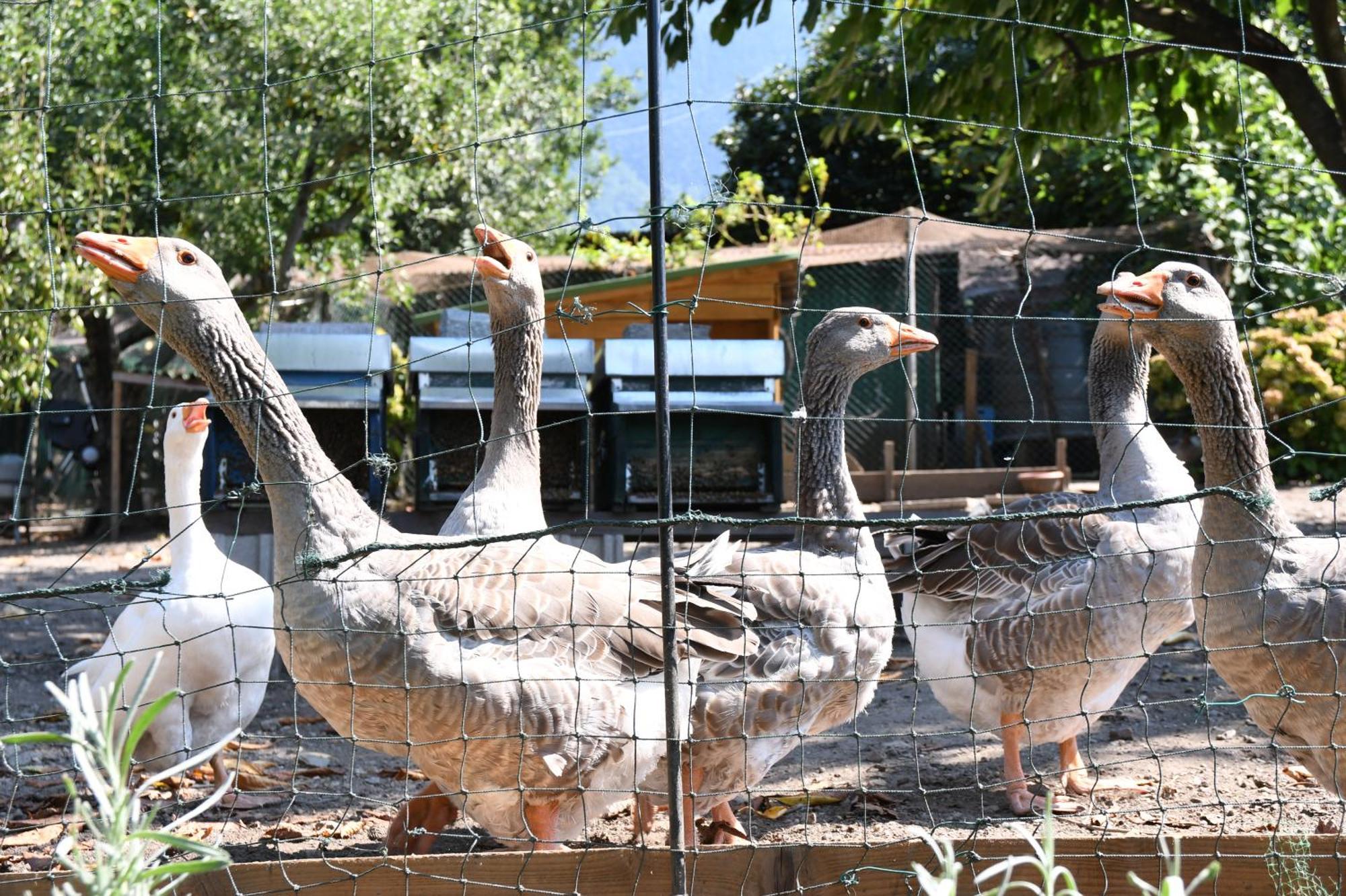 Appartement Il Giardino Dei Ciliegi à Colico Extérieur photo