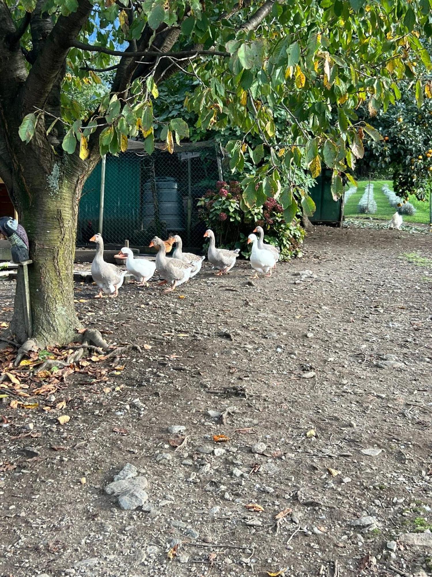 Appartement Il Giardino Dei Ciliegi à Colico Extérieur photo